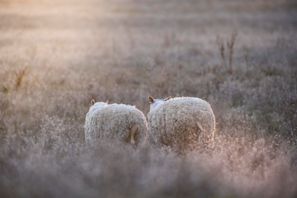 La mejor lana del mundo: la Lana Merino